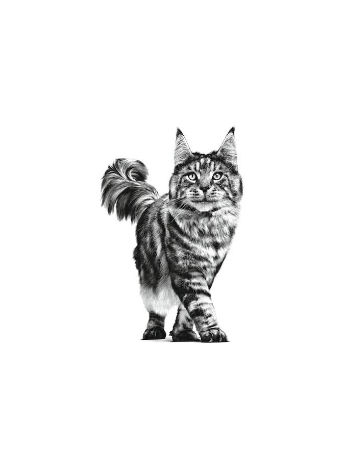 غذای خشک گاسترواینستینال رویال کنین برای بچه گربه (غذای رژیمی کامل برای گربه‌ها - ویژه بچه گربه‌ها) ۲ کیلوگرم برند royal canin